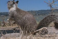 squirrels 7.jpg